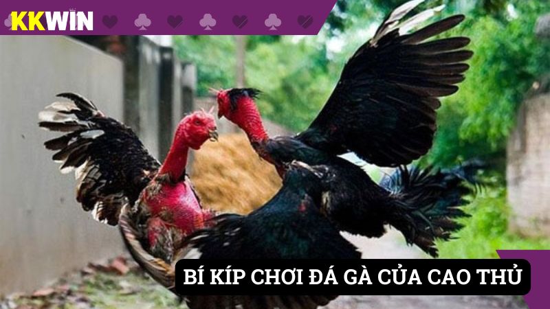 Bỏ túi bí kíp cao thủ để có cơ hội thắng nhiều hơn