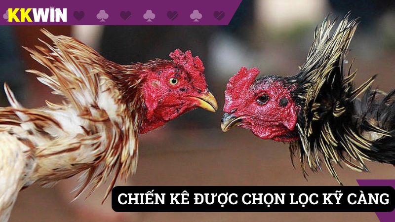 Chiến kê được tuyển chọn kỹ càng, cực kỳ sung sức