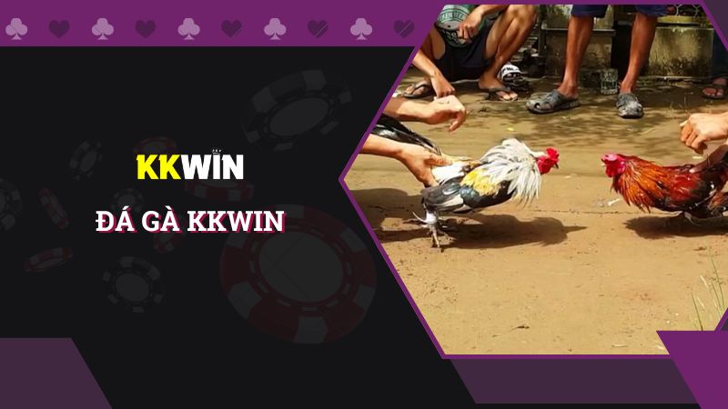 Trải nghiệm sảnh Đá gà gay cấn tại KKWIN