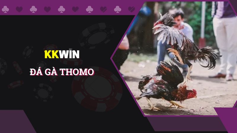 Khám phá định nghĩa và cách chơi đá gà Thomo chuẩn nhất