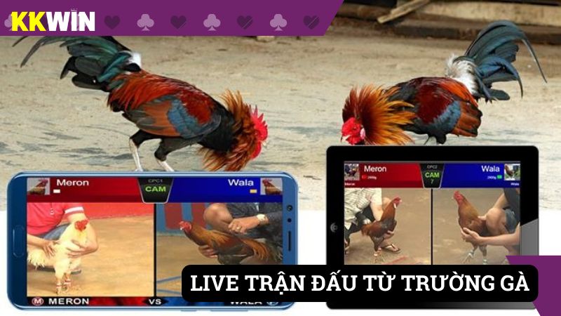 Live trận đấu HD từ các trường gà lớn