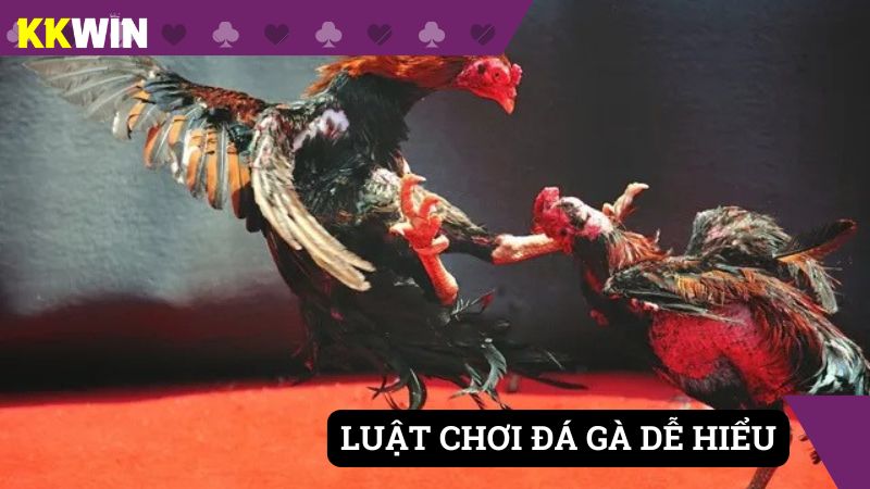Luật chơi đá gà ai cũng có thể hiểu được