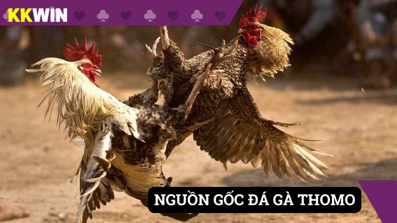 Chọi gà Thomo có nguồn gốc từ Campuchia