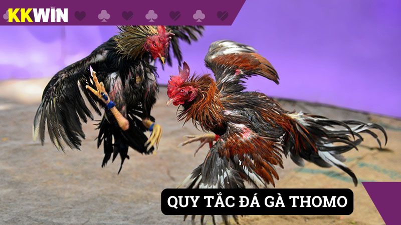 Quy tắc đá gà thomo tại trường gà