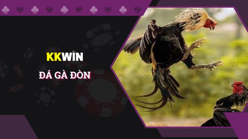 Đá gà đòn là gì và các hình thức chơi ăn khách nhất