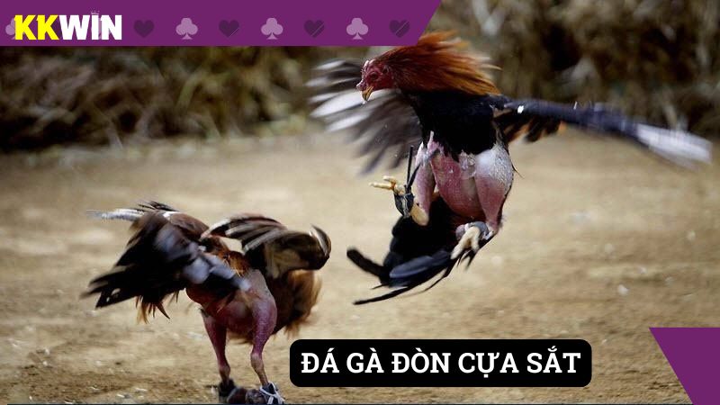 Gà đòn được gắn thêm cựa sắt để tăng tính sát thương