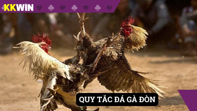 Quy tắc chiến gà đòn siêu đơn giản, dễ hiểu