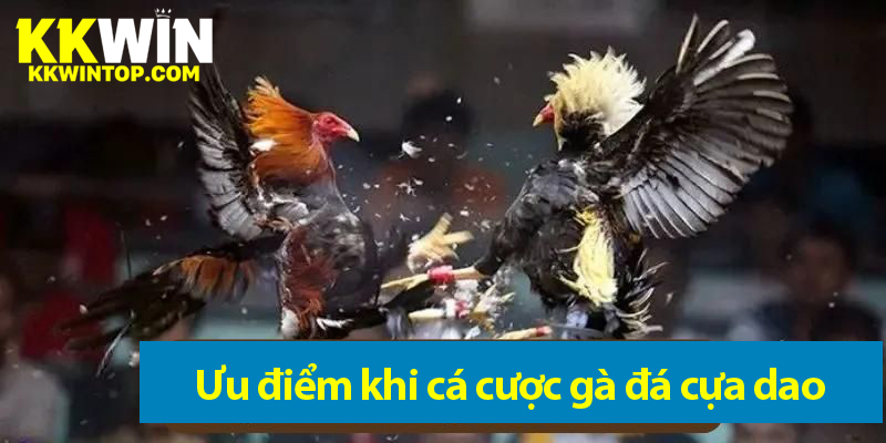 Kinh nghiệm cá độ đá gà cựa dao từ người chơi lâu năm