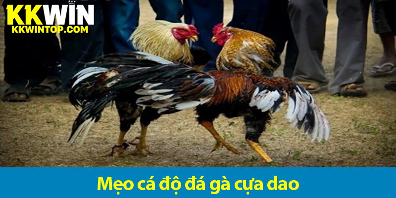 Kinh nghiệm cá độ đá gà cựa dao từ người chơi lâu năm