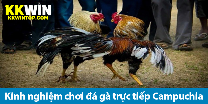 Các loại hình cược đá gà Campuchia và kinh nghiệm chơi từ cao thủ cá độ mạng